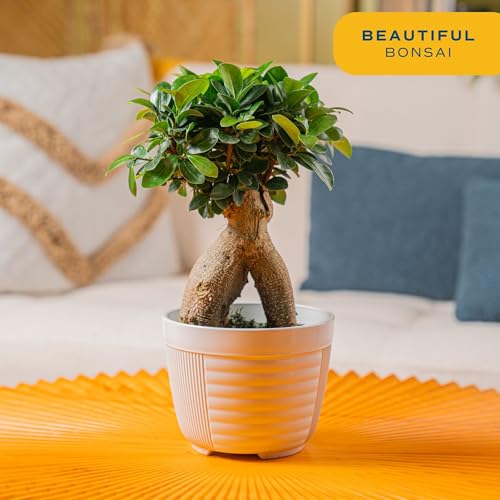 Costa Farms Mini Bonsai Live Indoor Tree, Grower's Choice, 1-Year Old, Potted in Indoor Planter Plant Pot, Tabletop Office and Home Décor, 10-Inches Tall - Image 2