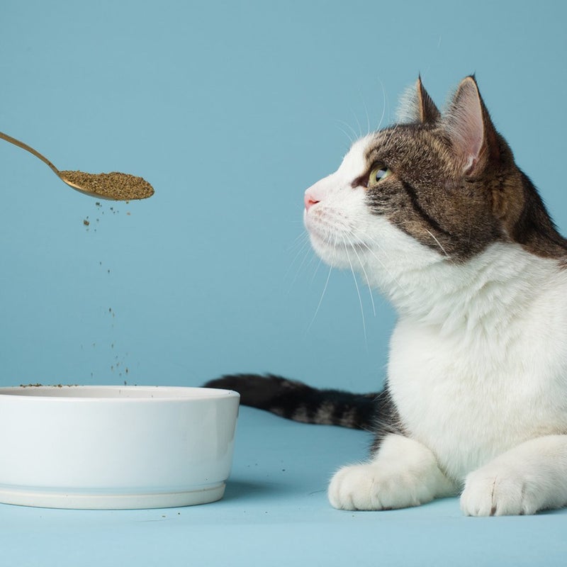 The Missing Link Pet Kelp Feline Well-Being 6oz Superfood Powdered Supplement, Organic & Limited Ingredient Formula for Digestive & Overall Health of Cats - Image 2