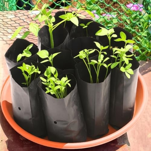 cocogarden Plastic UV Protected Poly Grow Bag for Seedling Nursery Cover Plant Bags (Black, 4 x 6 inch) - Pack of 50 | for Terrace and Balcony Gardening, Kitchen Vegetable and Flowering Plants - Image 1