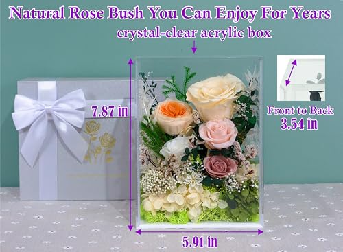 Valley of Rain & Forest Valley of Rain Forest LongLasting Real Flowers Handcrafted Preserved Rose Bush For you to Send Love for All Occasions Floral Arrangement for Indoor Decoration Yellow Champagne Rose - Image 3
