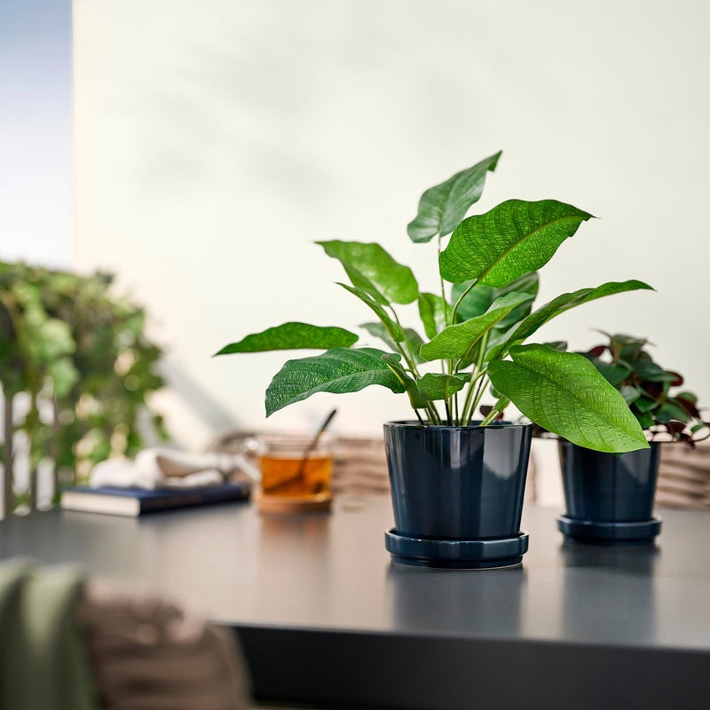 FEJKA Artificial Potted Calathea Plant, Green, 12 cm Pot - Image 3