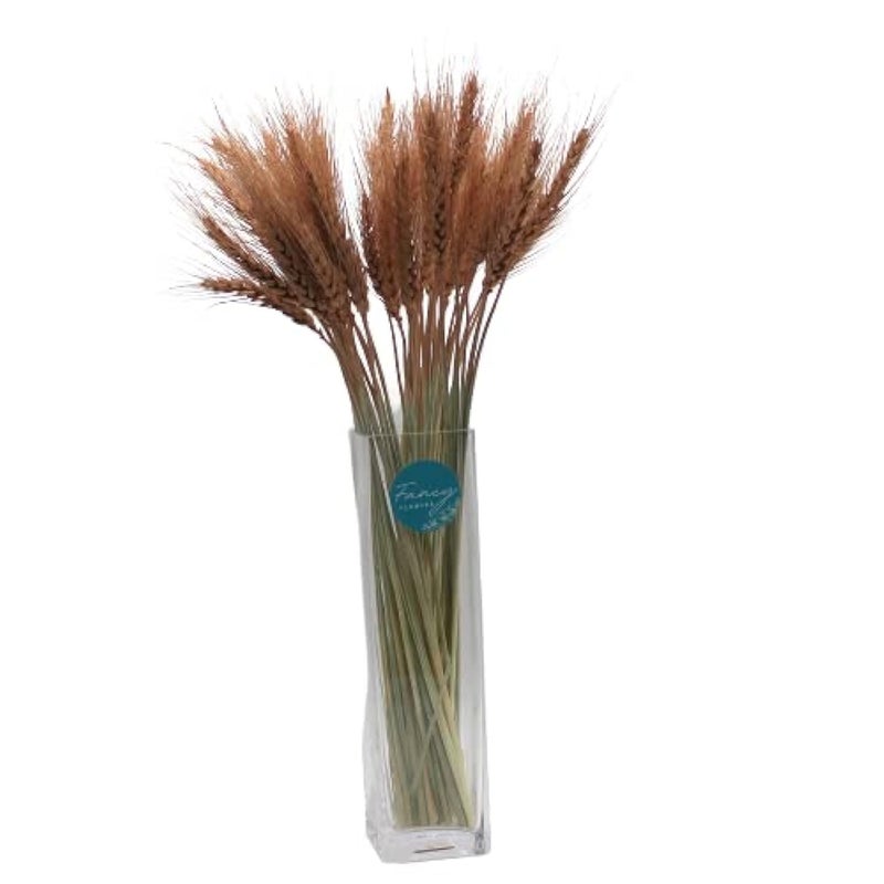 Fancy Dried Wheat Flowers Sheaves Dry Wheat Grass Bouquet preseved Grass Bundle Naturel everlating Flowers Home Kitchen Church Table Wedding Wreath Decoration (50, Mocha)