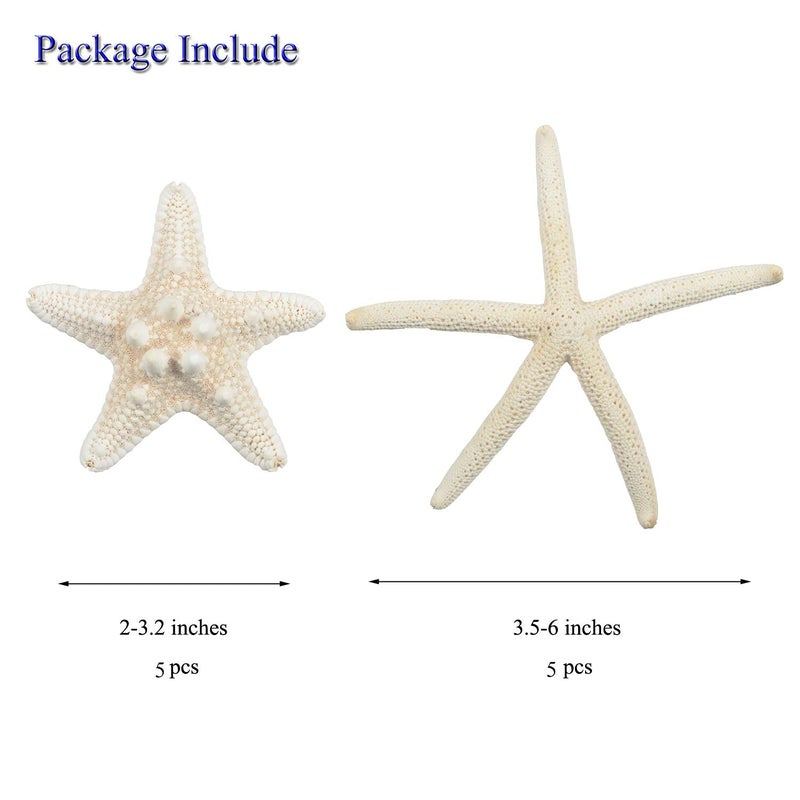 Jangostor 12 PCS Starfish 2-6 Inch Mixed Starfish Natural Seashells Starfish Star Fish Shells Decorations Perfect for Wedding Decor Beach Theme Party, Home Decorations, DIY Crafts, Fish Tank - Image 2