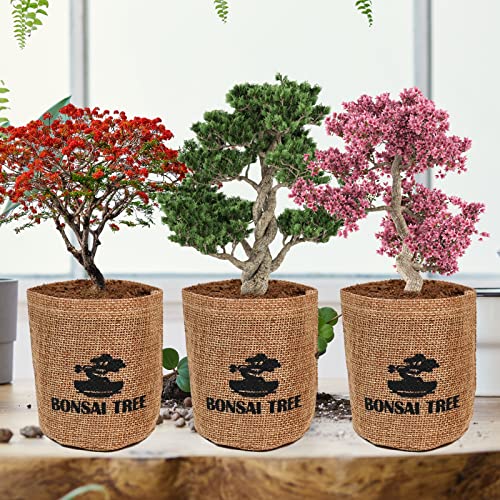 Meekear Bonsai Tree Kit with Complete Growing Starter Kit, Great Potted Growing DIY Gift for Adults - Image 3