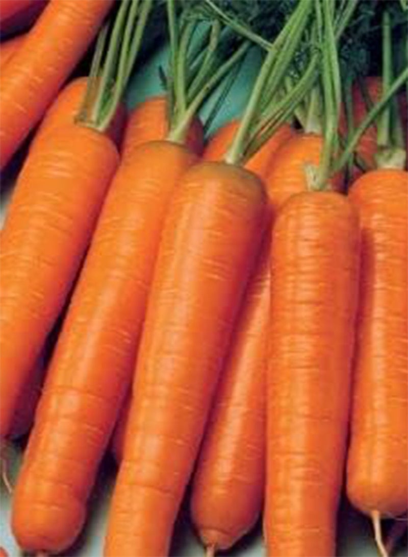 GGOOT 1485 Seeds of Carrot Early Nantes, Fresh Vegetable Herb Fruit