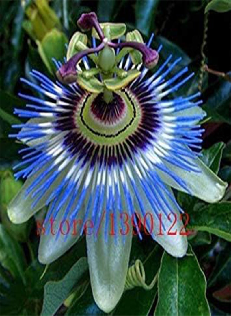 GGOOT Passion Flower (Passiflora incarnata), 100pcs/bag Certified Pure Live Seed, True Native Seed plant for home & garden - Image 4
