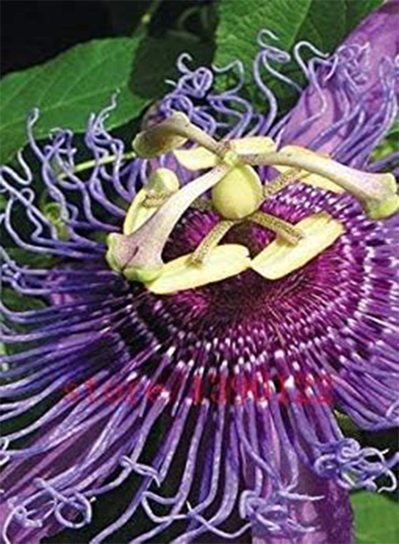 GGOOT Passion Flower (Passiflora incarnata), 100pcs/bag Certified Pure Live Seed, True Native Seed plant for home & garden - Image 3