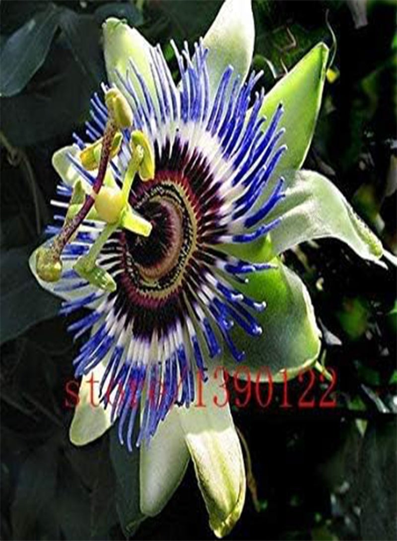GGOOT Passion Flower (Passiflora incarnata), 100pcs/bag Certified Pure Live Seed, True Native Seed plant for home & garden - Image 2