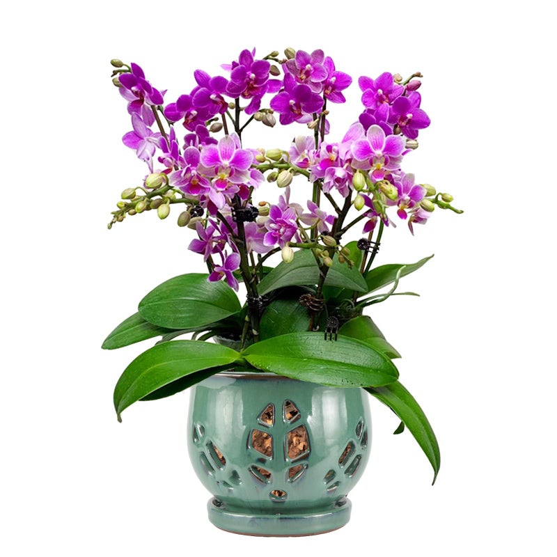 w w W&W Orchid Pot with Holes and Saucer for Repotting, Green, 6.5" - Image 1