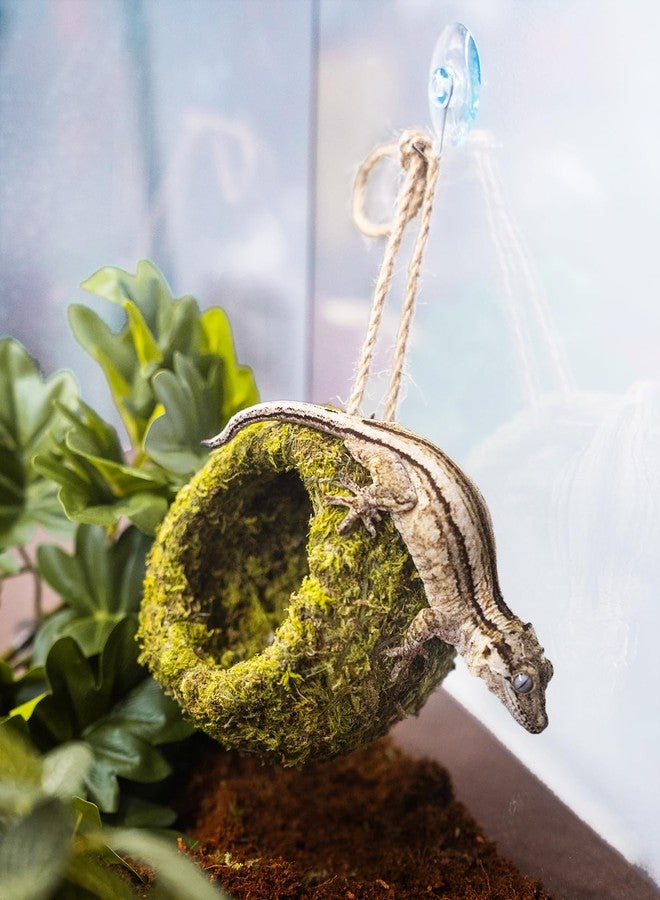 ORBIDYN Handmade Crested Gecko Tank Accessories - Bearded Dragon Accessories, Reptile Hideout, Hermit Crab and Small Reptile Habitat 4.7×3.5×9in - Image 5