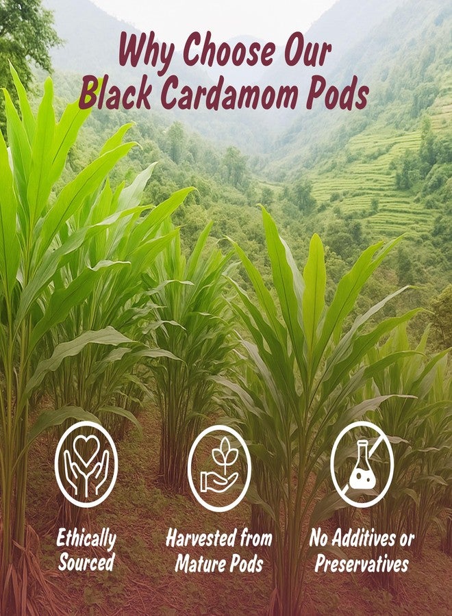 Spice Profile USDA Organic Whole Black Cardamom, 2 oz, Lab Tested for Heavy Metals, Kali Elaichi, Cardamomo Negro - Image 4