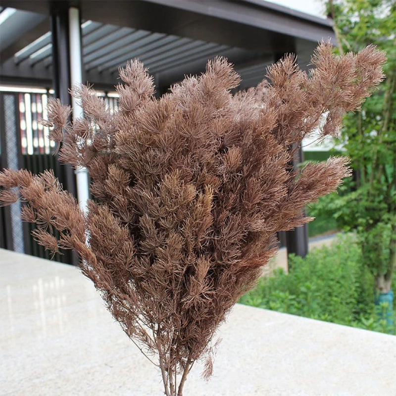 Bluejw Dried Plants 100g DIY Material – Preserved Asparagus Myrioeladus & Ming Fern for Wedding Bouquets, Home Decor, and Craft Projects - Image 1
