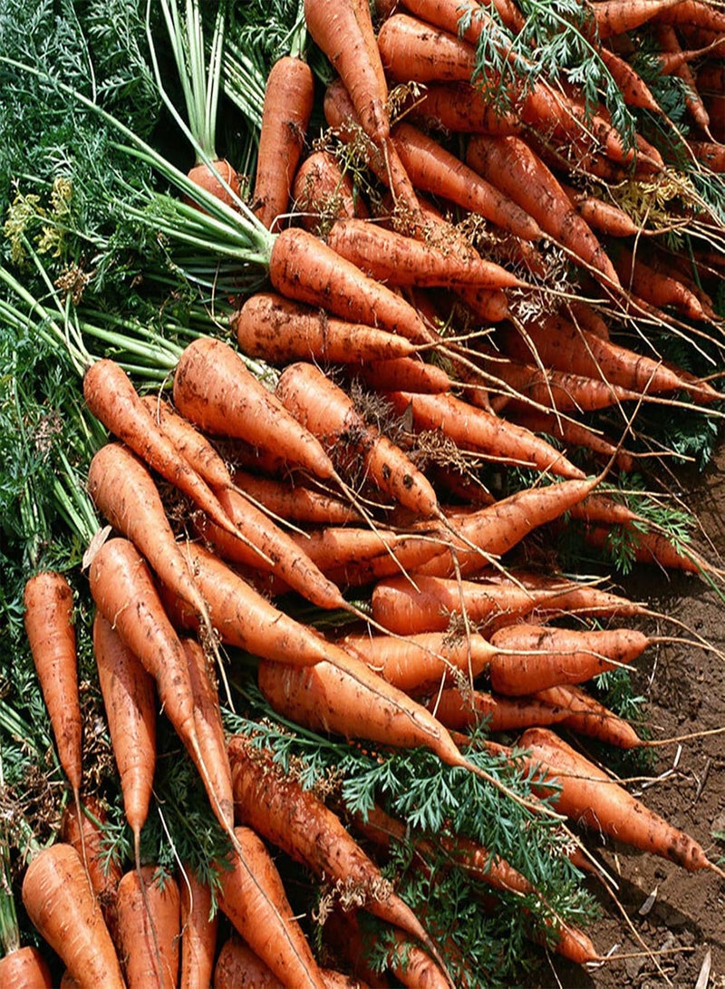 GGOOT 200 Pcs/Bag Carrot Seeds Easy to Grow Delicious Vegetables Mini Garden Carrot Seeds Yard Carrot* - Image 4