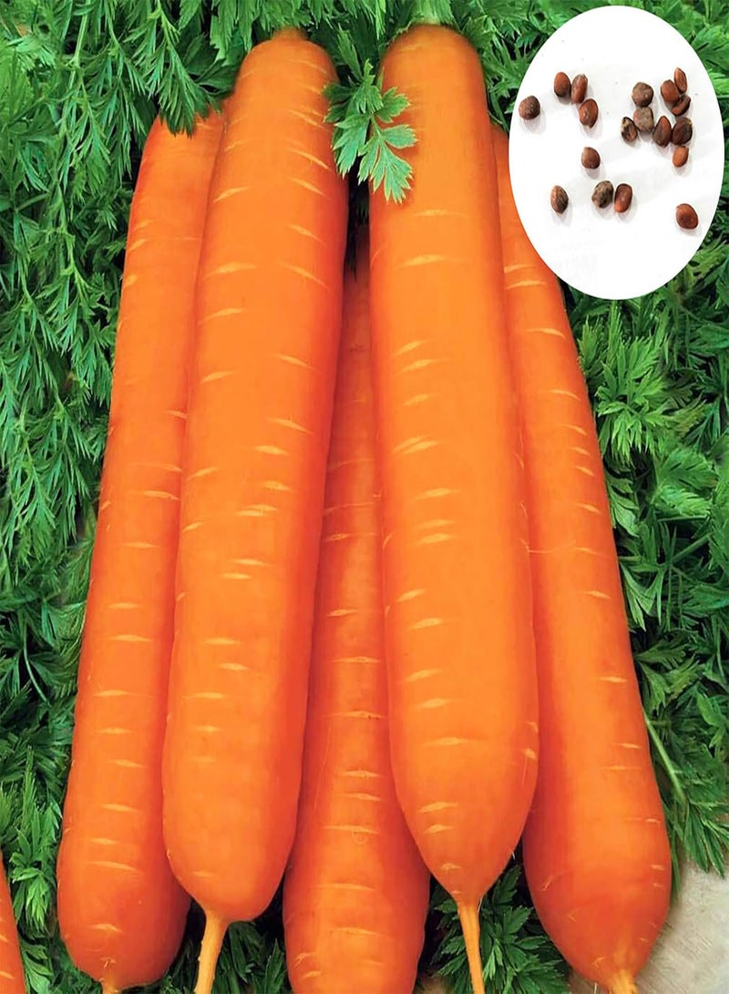 GGOOT 200 Pcs/Bag Carrot Seeds Easy to Grow Delicious Vegetables Mini Garden Carrot Seeds Yard Carrot* - Image 1