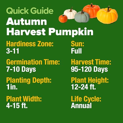 HOME GROWN 𝗨𝗦𝗔 𝗣𝗥𝗘𝗠𝗜𝗨𝗠 5 Pumpkin Seeds Mix - 40 Seeds 𝗡𝗢𝗡-𝗚𝗠𝗢 Heirloom Pumpkin for Planting Ideal Garden for Unique Varieties Yellow Paris and Casper, Culinary and Decorative Use - Image 2