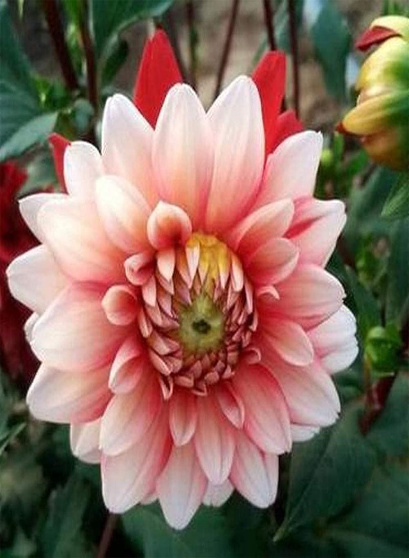 GGOOT 5pcs Dahlia seeds Beautiful Herbal Tubers Flower Ideal Gardening for Growing Your Own Indoor Garden Suitable for Beginners - Image 3