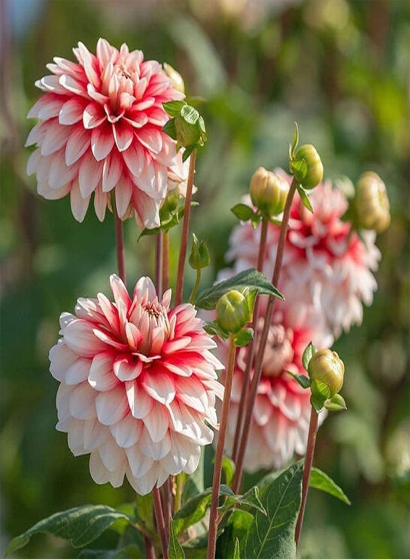 GGOOT 5pcs Dahlia seeds Beautiful Herbal Tubers Flower Ideal Gardening for Growing Your Own Indoor Garden Suitable for Beginners - Image 2