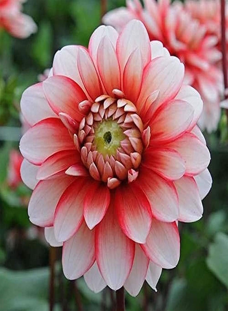 GGOOT 5pcs Dahlia seeds Beautiful Herbal Tubers Flower Ideal Gardening for Growing Your Own Indoor Garden Suitable for Beginners - Image 1