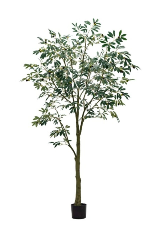 HRT WALL Leccino Olive tree 210cm - green 