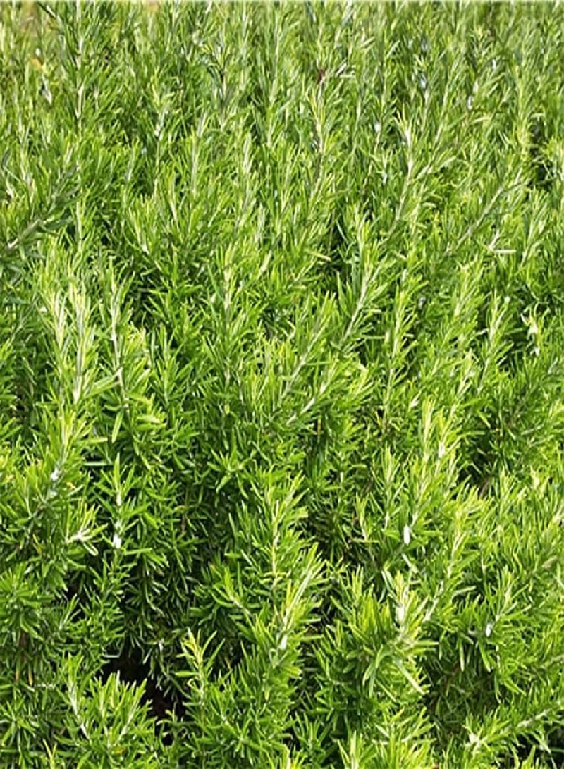 جي جوت 300 قطعة من بذور إكليل الجبل الأخضر الجذابة والتوابل الطبيعية المزروعة في الحديقة على شكل منظر طبيعي بستاني قياسي - Image 1