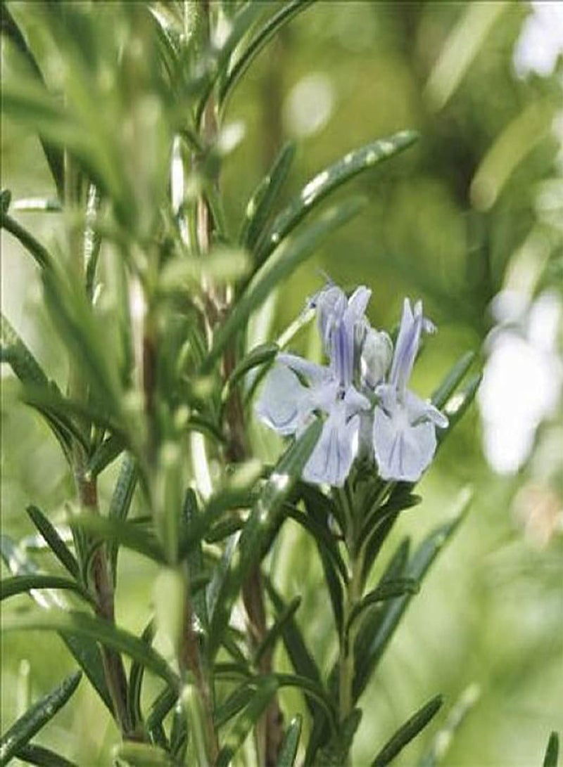 جي جوت 300 قطعة من بذور إكليل الجبل الأخضر الجذابة والتوابل الطبيعية المزروعة في الحديقة على شكل منظر طبيعي بستاني قياسي - Image 2