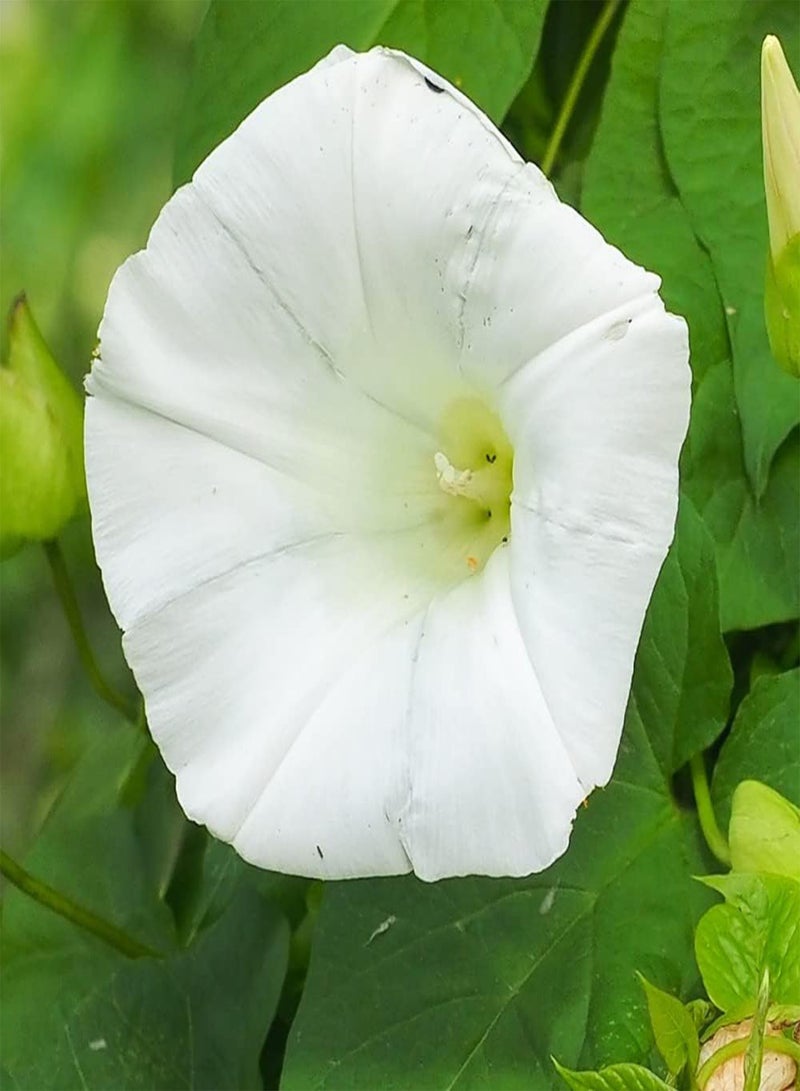 GGOOT Ipomoea Pearly Gates Finished Hardy Annual Easy to Grow Your Own Sun Loving Garden Flowering 1x Seed Packet (Aprox 25 Seeds) by Suttons  - Image 1