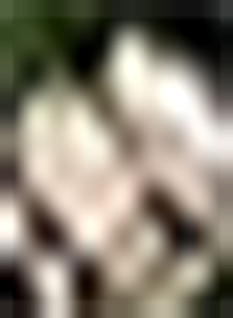 GGOOT 10pcs Roze lotuszaden wanneer de bloemen bloeien trekt de lichte geur bijen en vlinders aan om het bloembed en Frame te versieren - Image 2