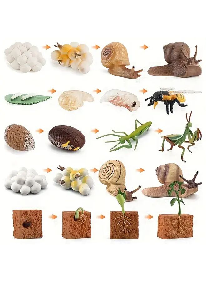 Grasshopper Life Cycle Model Insect Toys Kindergarten Teaching Aid - Image 3