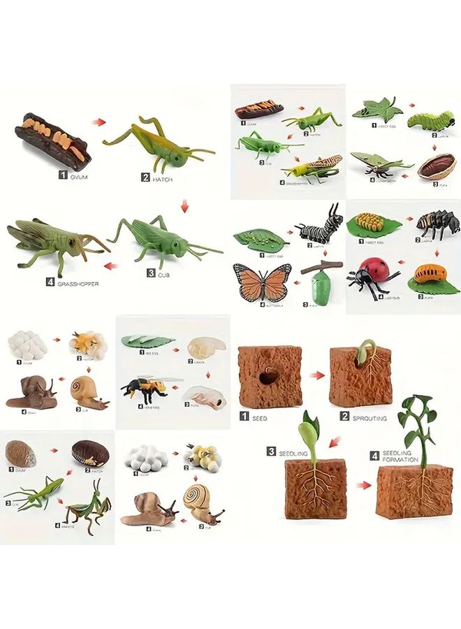 Grasshopper Life Cycle Model Insect Toys Kindergarten Teaching Aid - Image 2