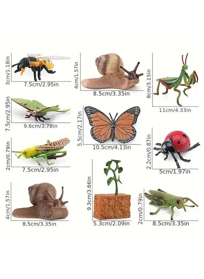 Grasshopper Life Cycle Model Insect Toys Kindergarten Teaching Aid - Image 4