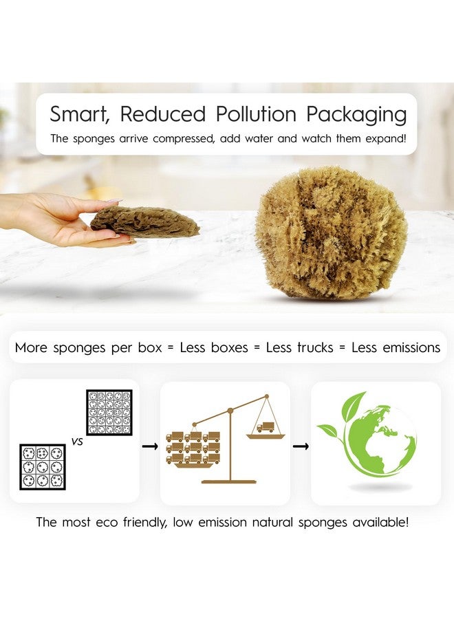Naroa Exfoliating Natural Sponge For Bathing Bath Sea Sponge For Healthy Skin Unbleached Shower Body Scrubber Puff Eco Friendly Plastic Free Sponge (Exfoliate Medium) - Image 2