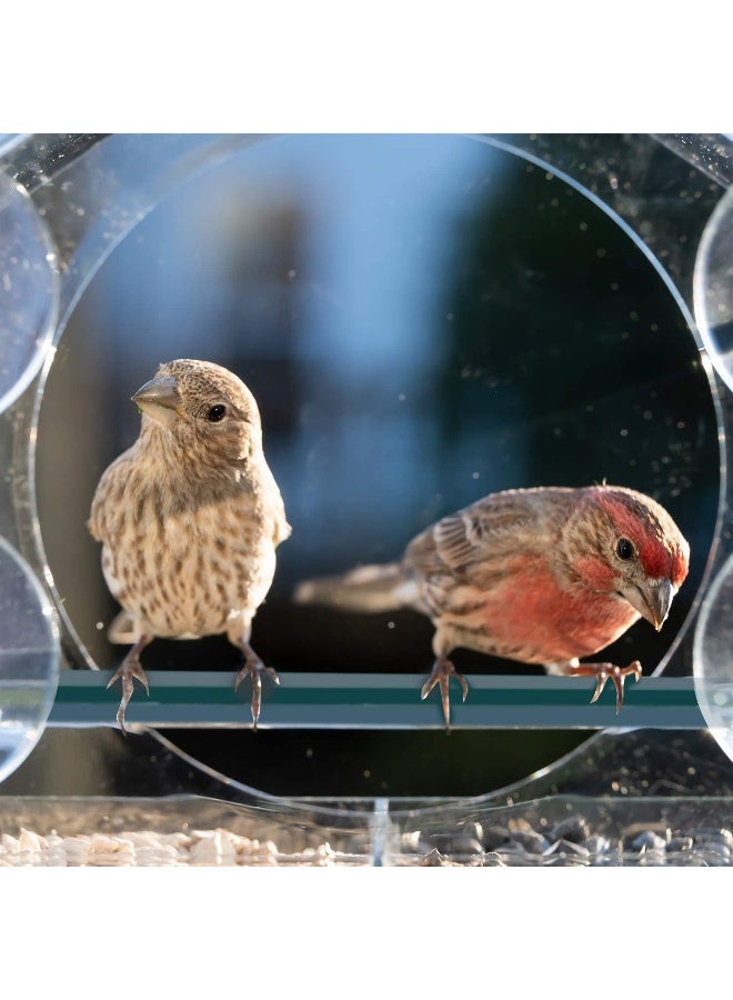 آنا حامل طيور مع نافذة شفافة من الأكريليك للتعليق في الهواء الطلق - Image 2