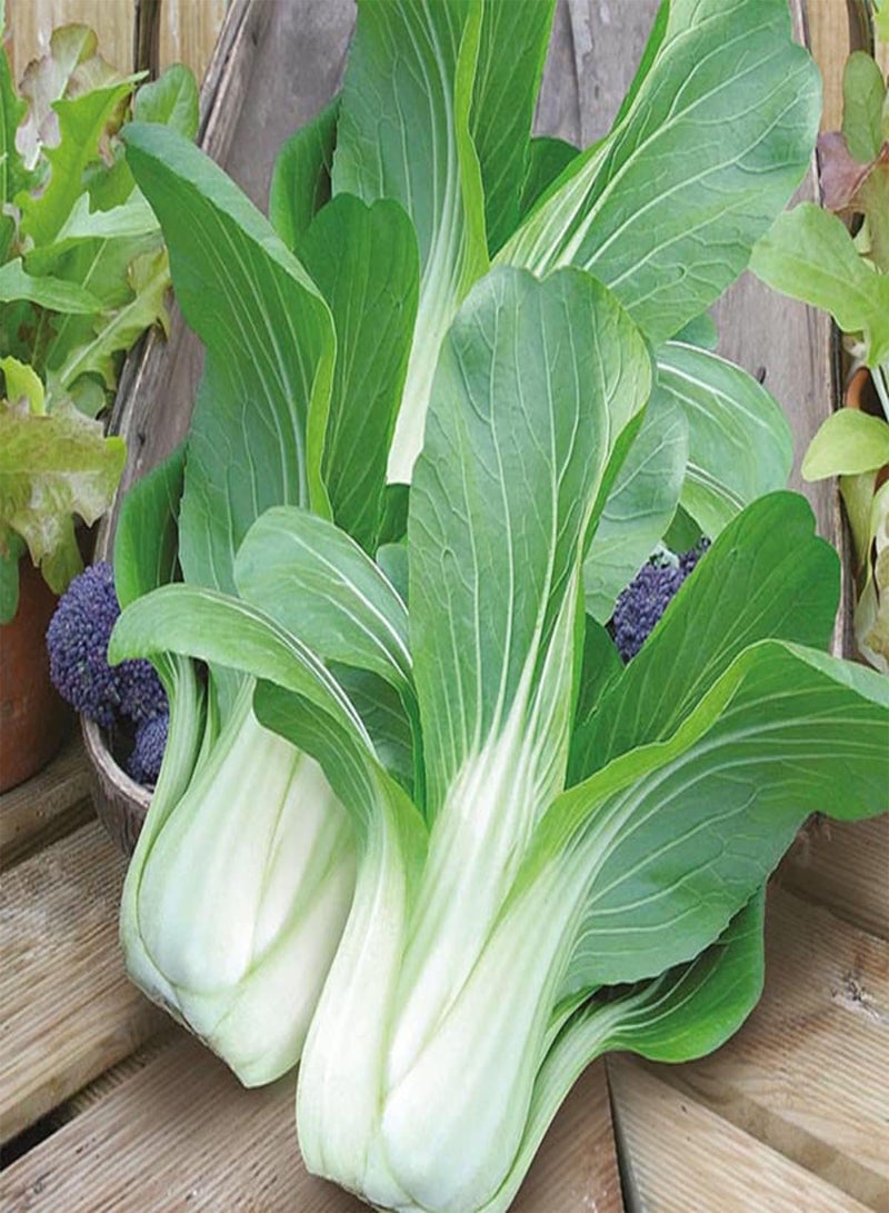 GGOOT Vegetable Seeds 60+ Varieties Carrot Pumpkin Cabbage Pea Tomato SWEETCORN Bean Turnip Swde Brussel Onion Cauliflower Fennel Beetroot Herbs (Pak Choi White Stem Approx 10 Seeds) 