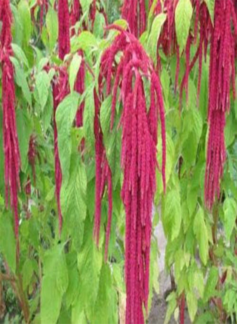 GGOOT Amaranthus Caudatus (Love-Lies-Bleeding) - 1500 Seeds - Annual - Image 2