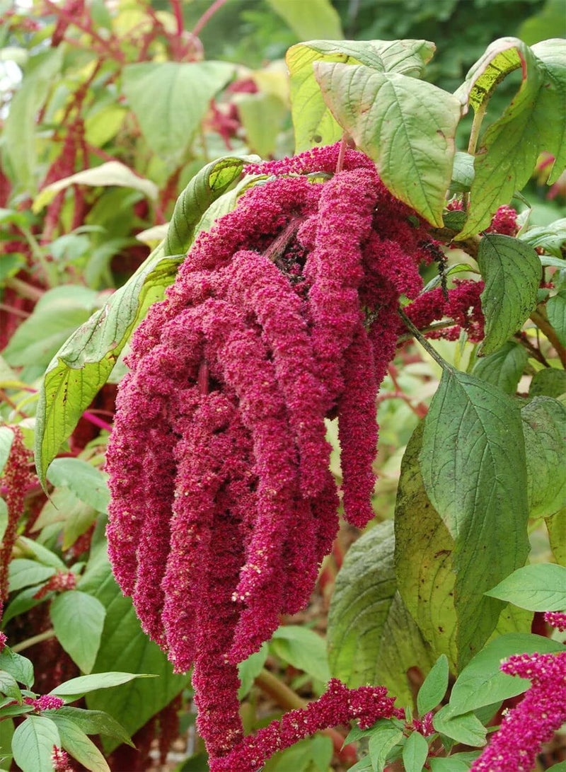 GGOOT Amaranthus Caudatus (Love-Lies-Bleeding) - 1500 Seeds - Annual - Image 1