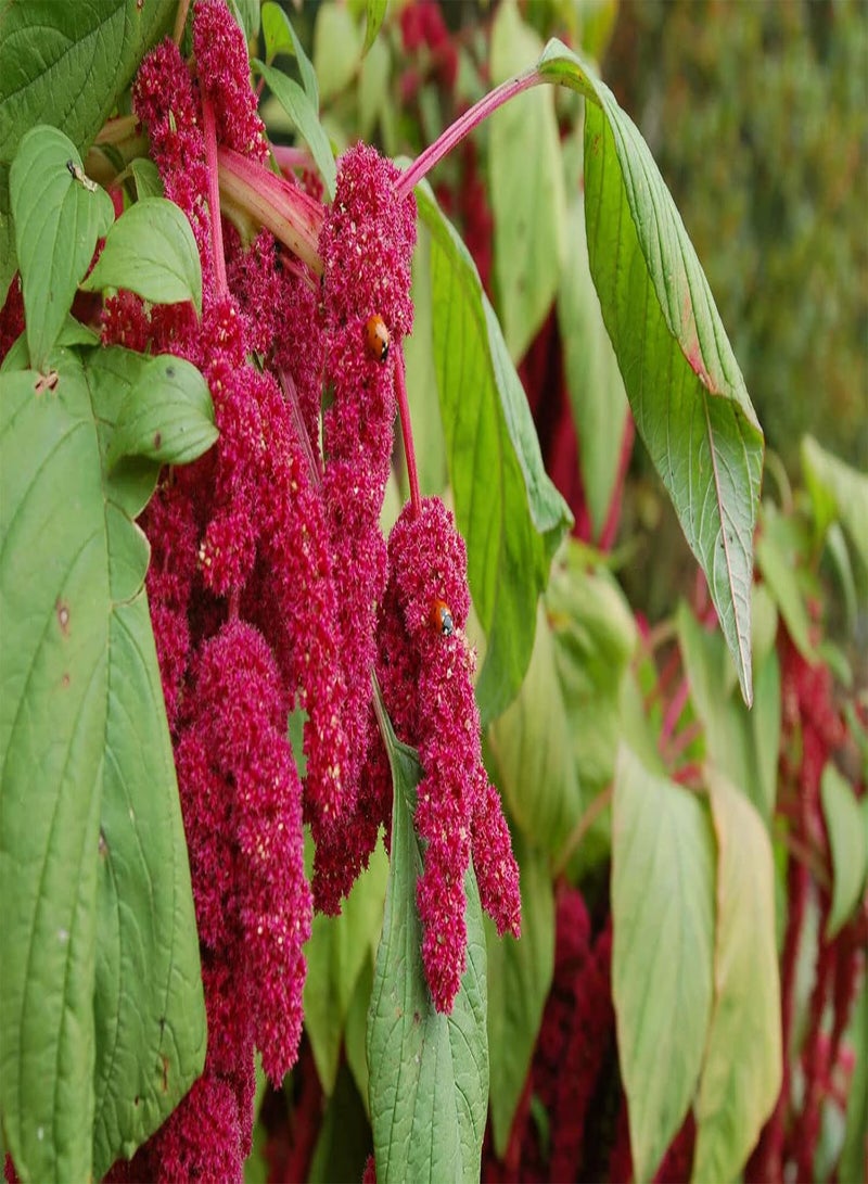 GGOOT Amaranthus Caudatus (Love-Lies-Bleeding) - 1500 Seeds - Annual - Image 3
