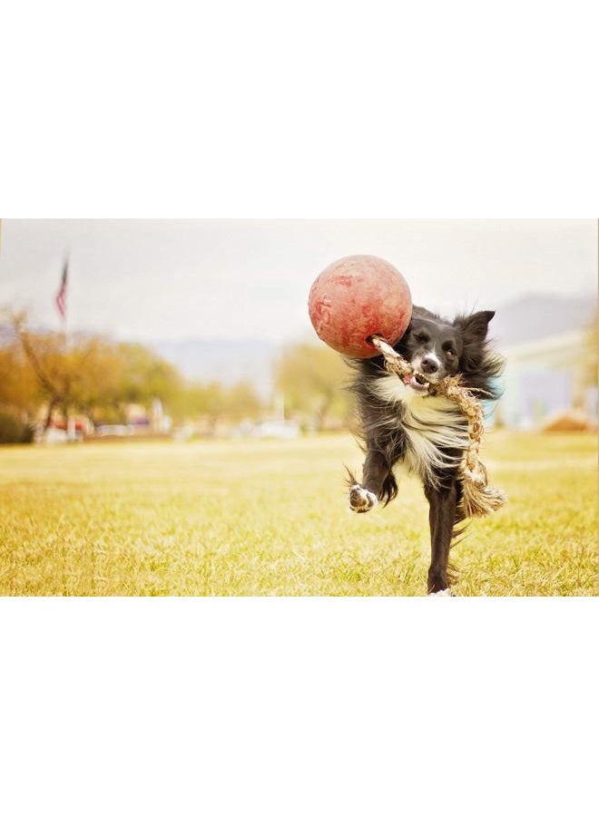 Jolly Pets Ball Romp-n-Roll Dog Toy, 10 cm, Red - Image 4