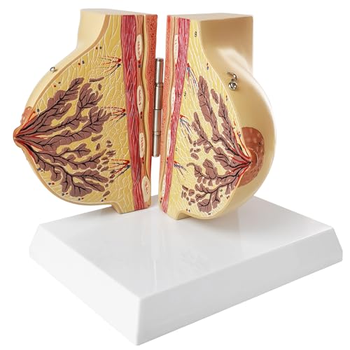 NEW HORIZON Non-lactating Breast Model, Breast Sagittal Section Anatomical Display Model, Include Study Card, for Breast Surgeon Gift - Image 1