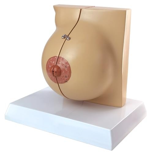 NEW HORIZON Non-lactating Breast Model, Breast Sagittal Section Anatomical Display Model, Include Study Card, for Breast Surgeon Gift - Image 2