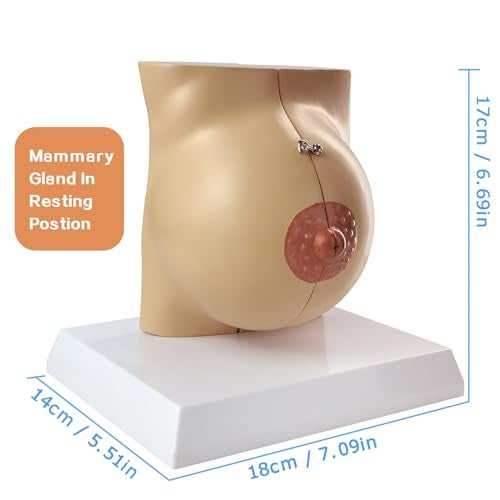 NEW HORIZON Non-lactating Breast Model, Breast Sagittal Section Anatomical Display Model, Include Study Card, for Breast Surgeon Gift - Image 3