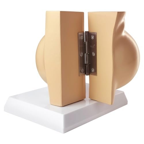 NEW HORIZON Non-lactating Breast Model, Breast Sagittal Section Anatomical Display Model, Include Study Card, for Breast Surgeon Gift - Image 5