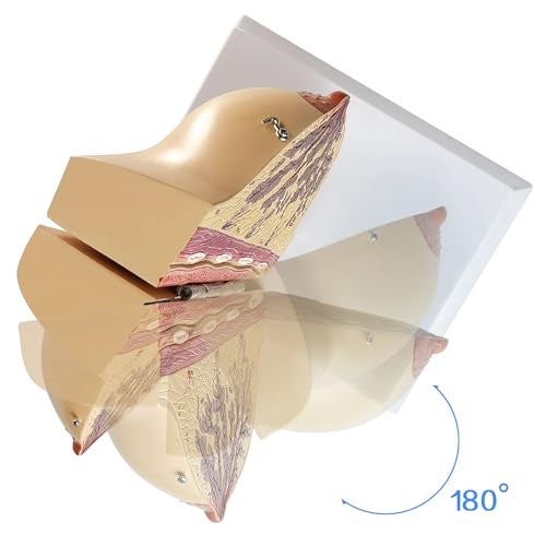 NEW HORIZON Non-lactating Breast Model, Breast Sagittal Section Anatomical Display Model, Include Study Card, for Breast Surgeon Gift - Image 4