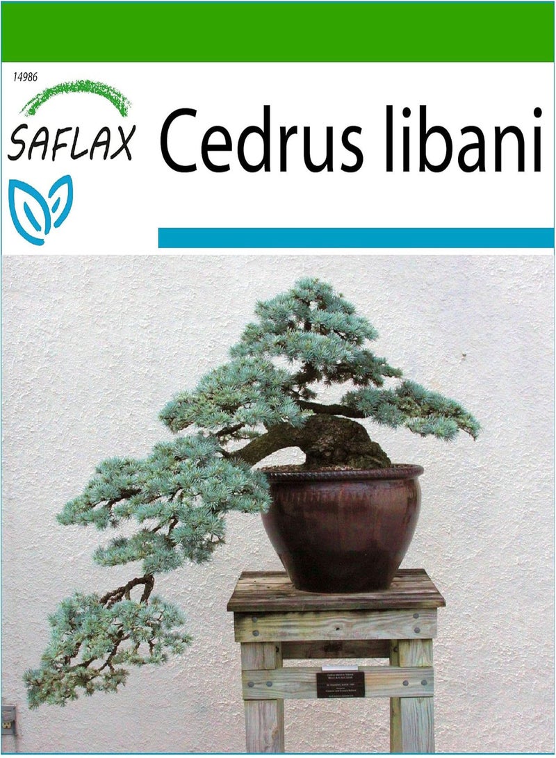 GGOOT Bonsai - Lebanon Cedar - 20 Seeds - with Soil - Cedrus libani - Image 1