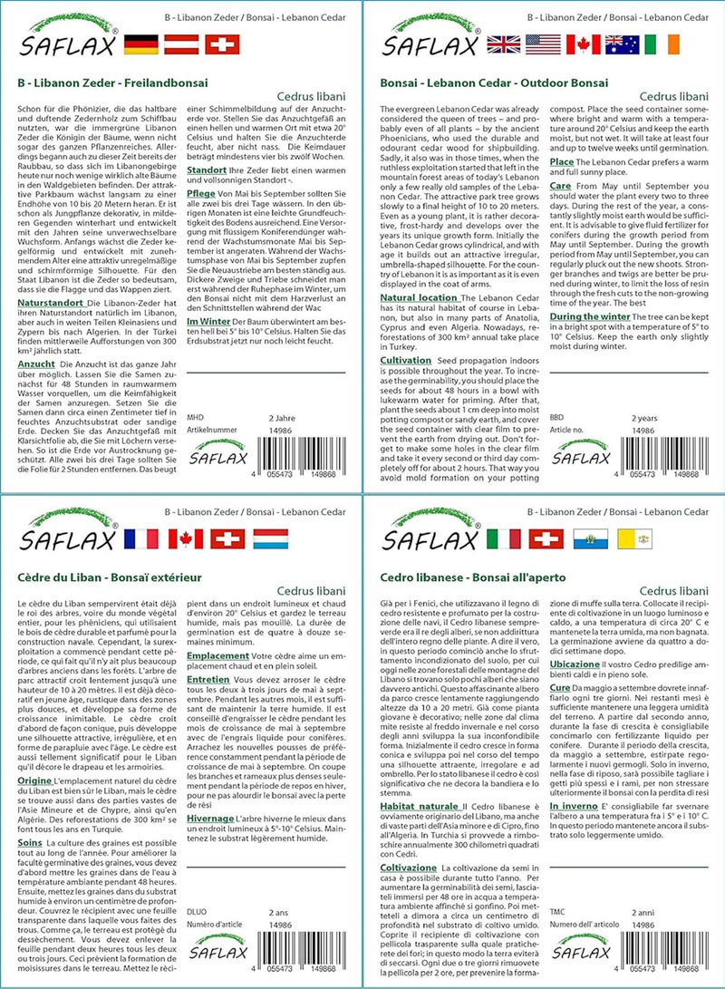 GGOOT Bonsai - Lebanon Cedar - 20 Seeds - with Soil - Cedrus libani - Image 3