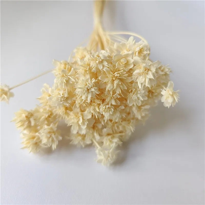 Bluejw Brazilian Starflower Dried Flowers - Natural Small Mountain Daisy for DIY Christmas Decorations, Wreaths & Craft Projects - Dried Plants Included - Image 4