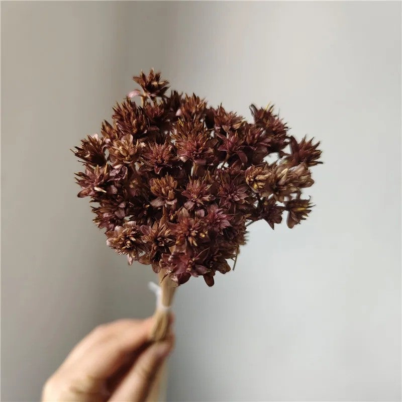 Bluejw Brazilian Starflower Dried Flowers - Natural Small Mountain Daisy for DIY Christmas Decorations, Wreaths & Craft Projects - Dried Plants Included - Image 1