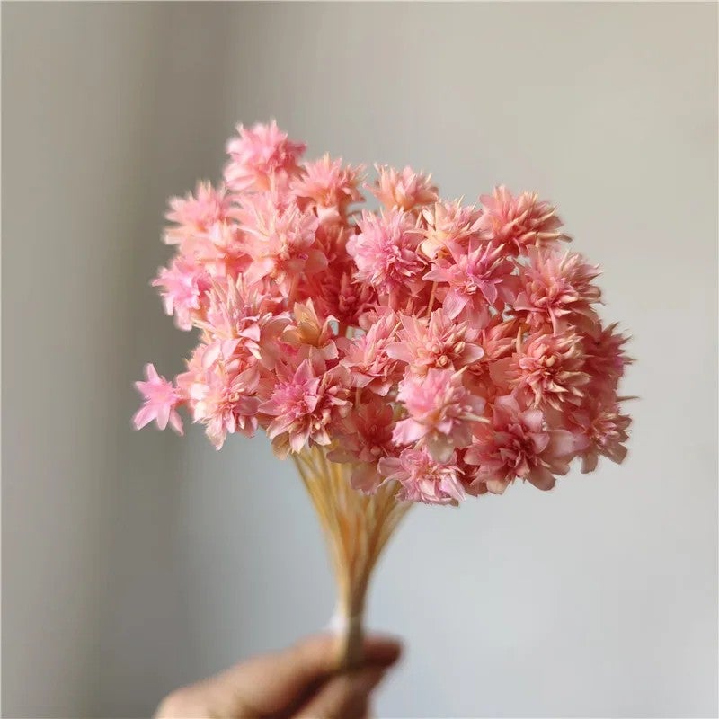 Bluejw Brazilian Starflower Dried Flowers - Natural Small Mountain Daisy for DIY Christmas Decorations, Wreaths & Craft Projects - Dried Plants Included - Image 3