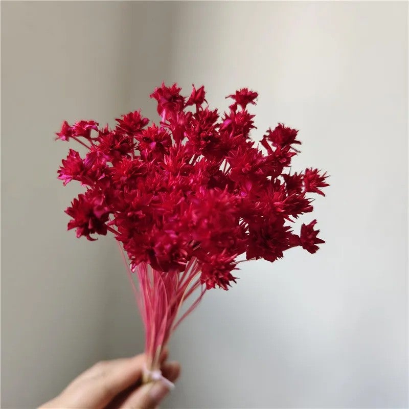 Bluejw Brazilian Starflower Dried Flowers - Natural Small Mountain Daisy for DIY Christmas Decorations, Wreaths & Craft Projects - Dried Plants Included - Image 5