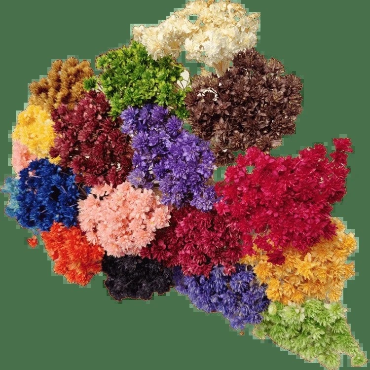Bluejw Brazilian Starflower Dried Flowers - Natural Small Mountain Daisy for DIY Christmas Decorations, Wreaths & Craft Projects - Dried Plants Included - Image 2