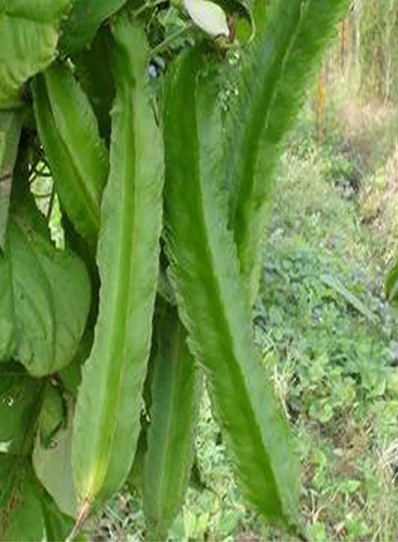 GGOOT Flower Seeds,200Pcs/Bag Winged Bean Seeds Edible Flowering Fast Growing High Germination Bean Seeds for Yard Green - Image 4